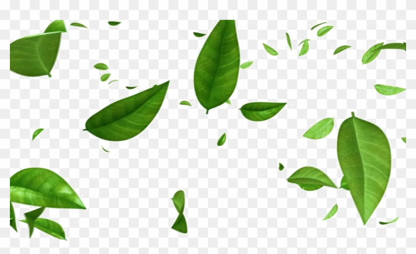Detail Green Leaf Transparent Nomer 40