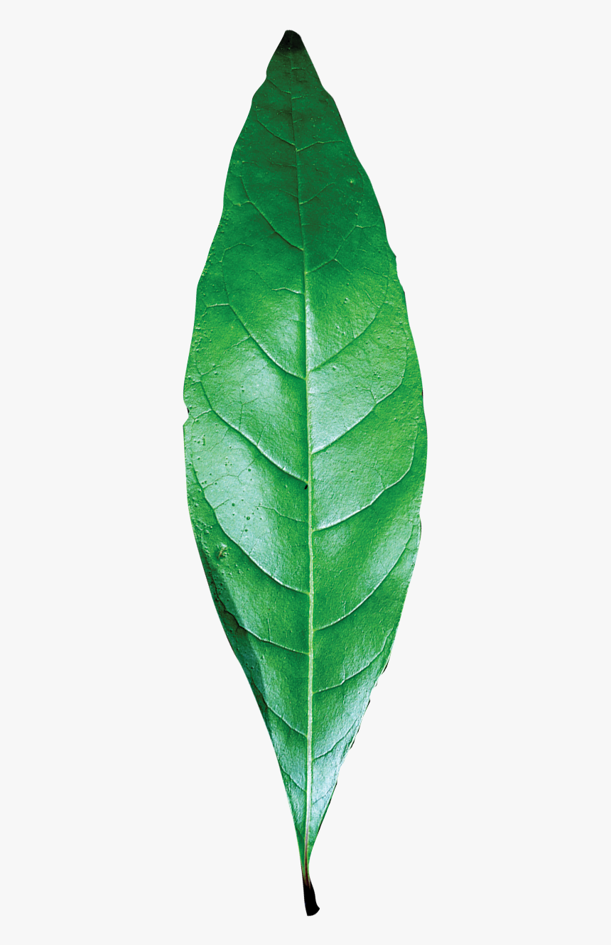 Detail Green Leaf Transparent Nomer 43