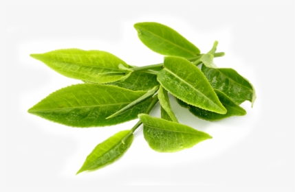 Detail Green Leaf Transparent Nomer 44