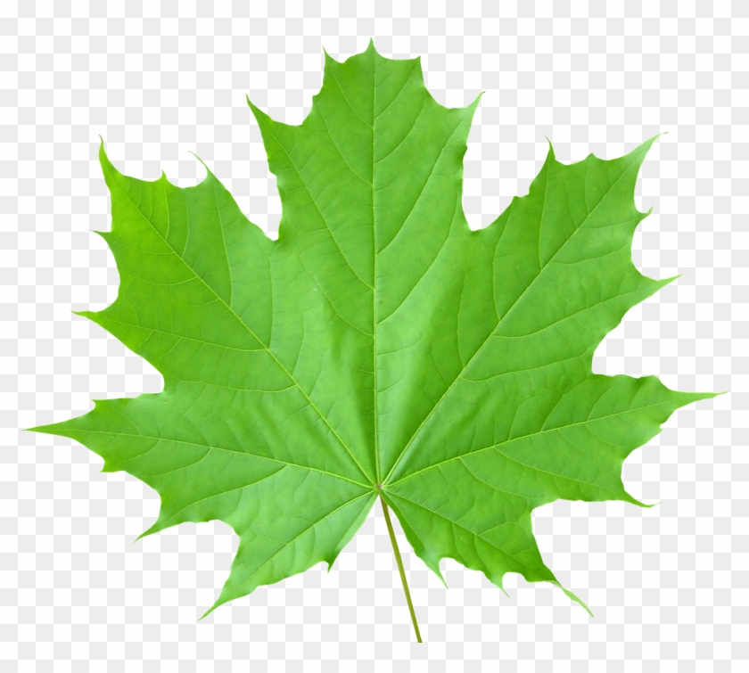 Detail Green Leaf Transparent Nomer 47