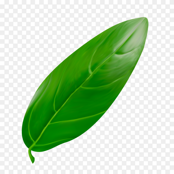 Detail Green Leaf Transparent Nomer 9
