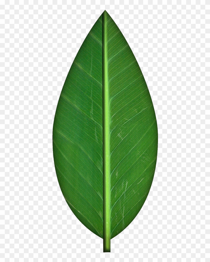 Detail Green Leaf Transparent Background Nomer 10