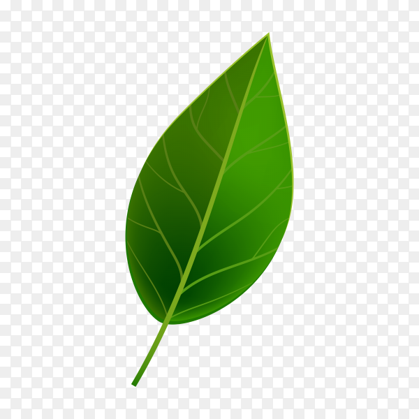 Detail Green Leaf Transparent Background Nomer 19