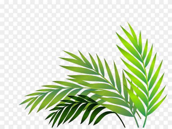 Detail Green Leaf Transparent Background Nomer 44