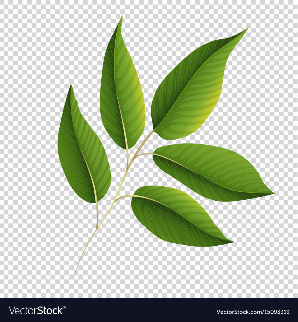 Detail Green Leaf Transparent Background Nomer 6