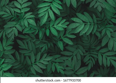 Detail Green Leaf Wallpaper Nomer 24