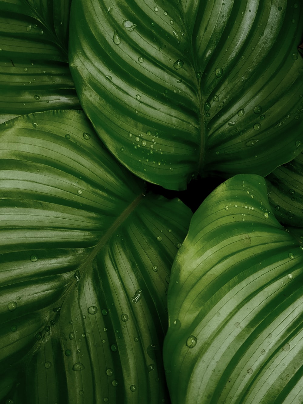 Detail Green Leaf Wallpaper Nomer 4