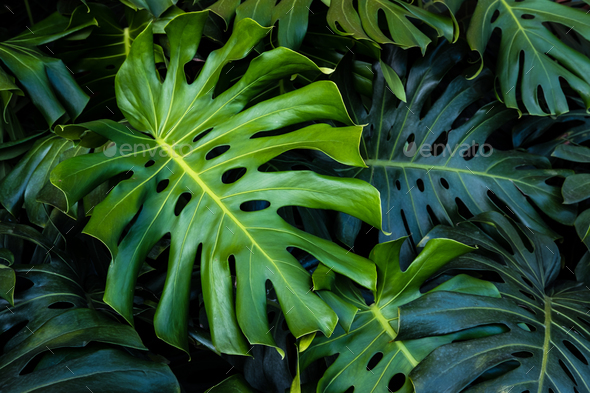 Detail Green Leaves Background Nomer 38