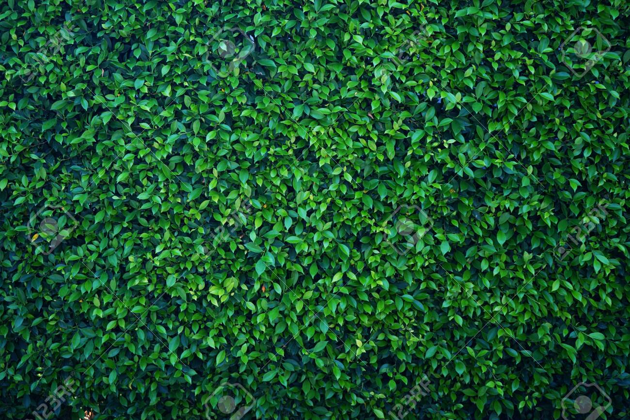 Detail Green Leaves Background Images Nomer 46