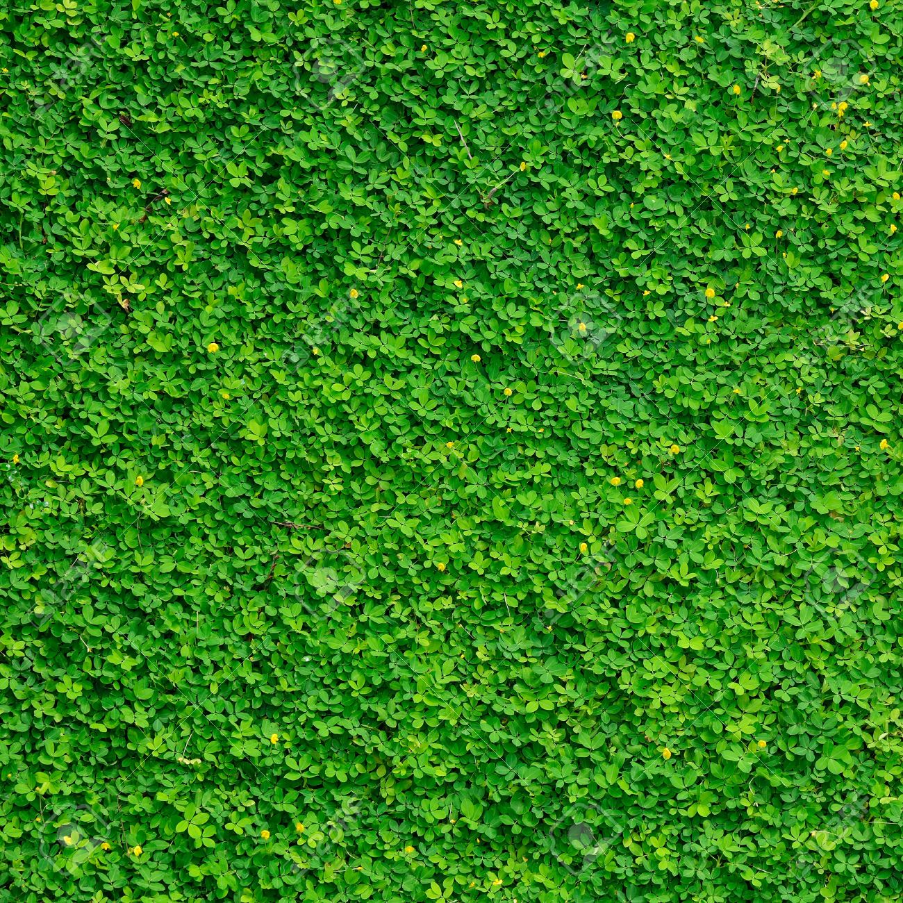 Detail Green Leaves Background Images Nomer 48