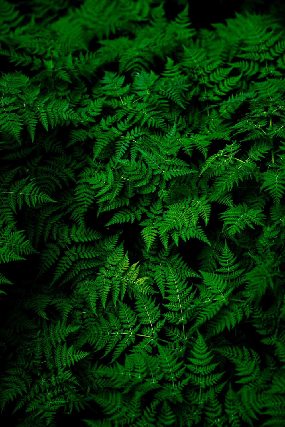 Green Leaves Background Wallpaper - KibrisPDR