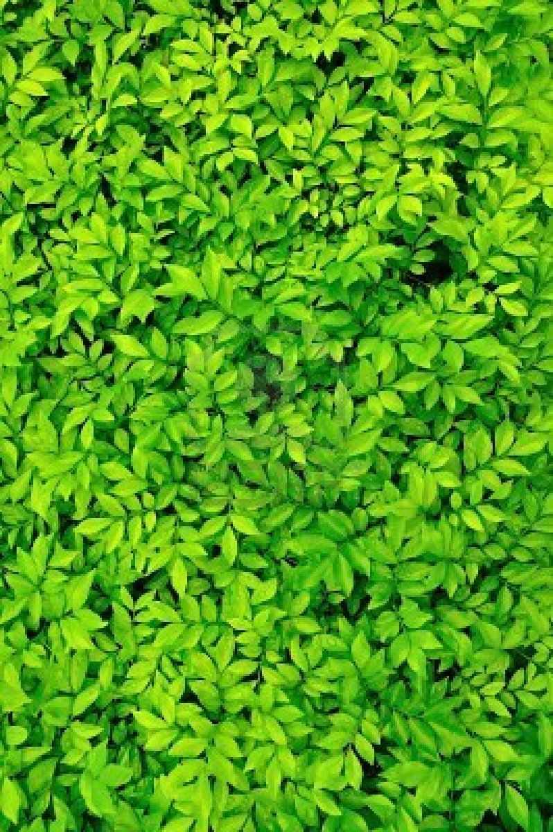 Detail Green Leaves Background Wallpaper Nomer 16