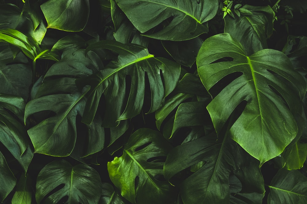 Detail Green Leaves Background Wallpaper Nomer 29