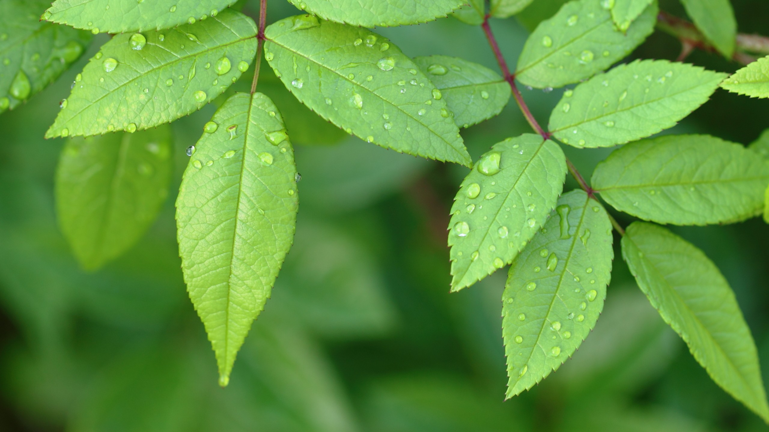 Detail Green Leaves Background Wallpaper Nomer 30