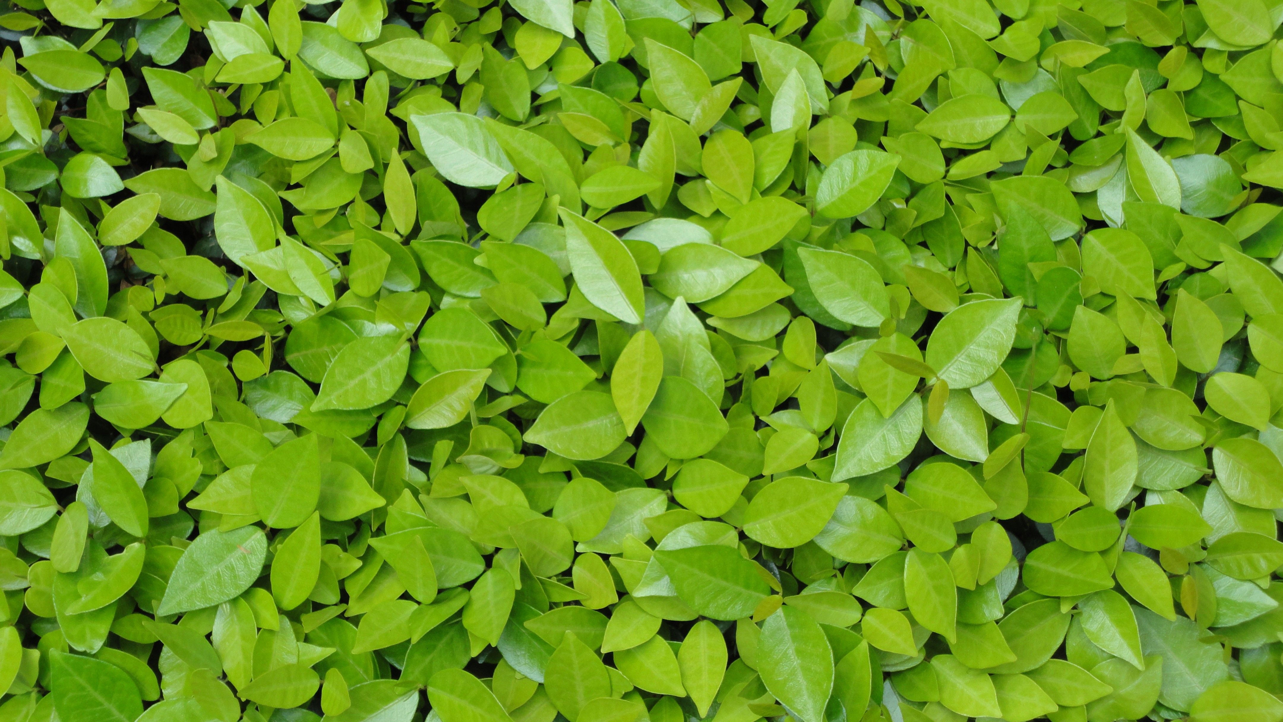 Detail Green Leaves Background Wallpaper Nomer 33