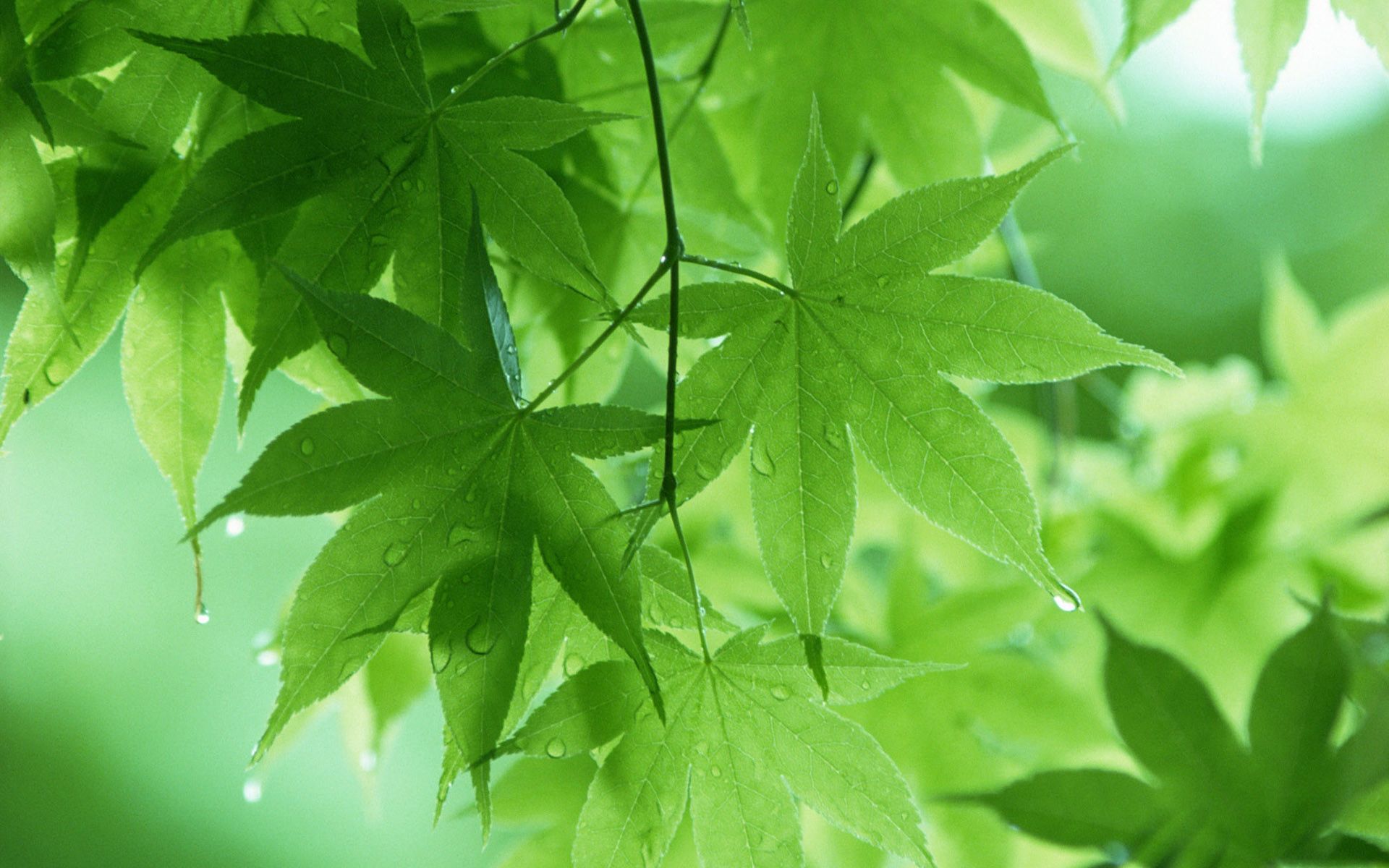 Detail Green Leaves Background Wallpaper Nomer 34