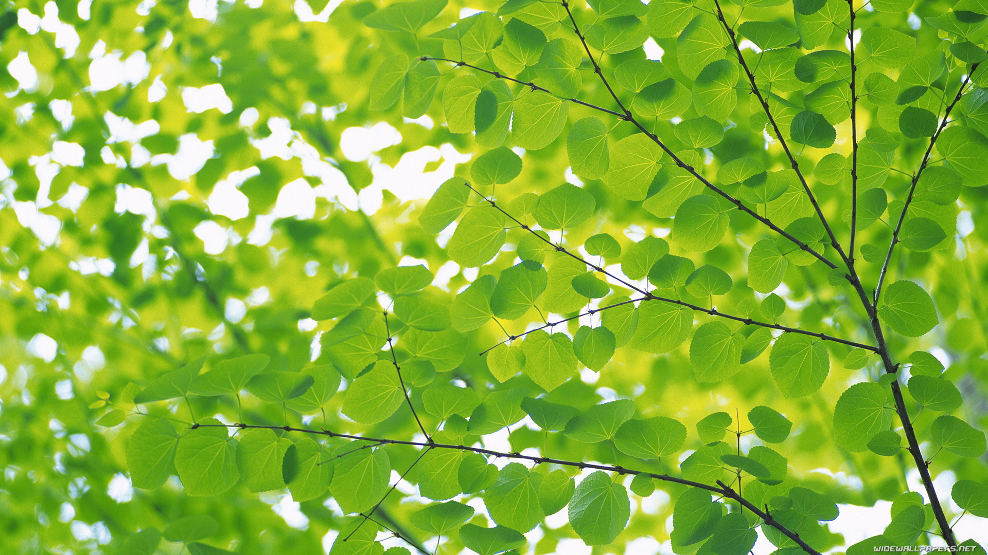 Detail Green Leaves Background Wallpaper Nomer 35