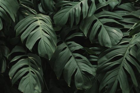 Detail Green Leaves Background Wallpaper Nomer 41