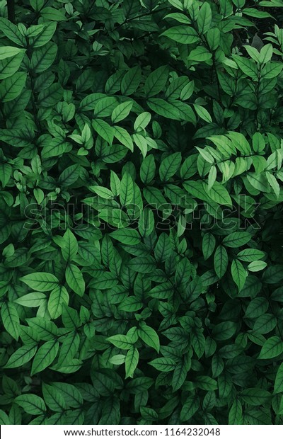 Detail Green Leaves Background Wallpaper Nomer 47