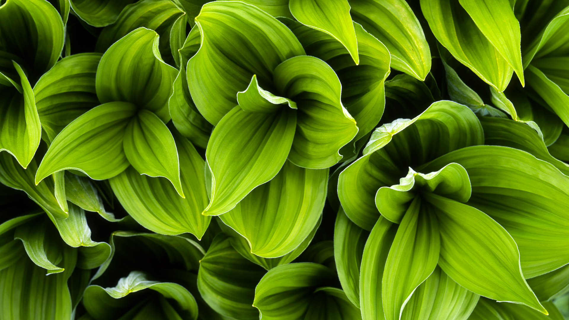 Detail Green Leaves Background Wallpaper Nomer 48