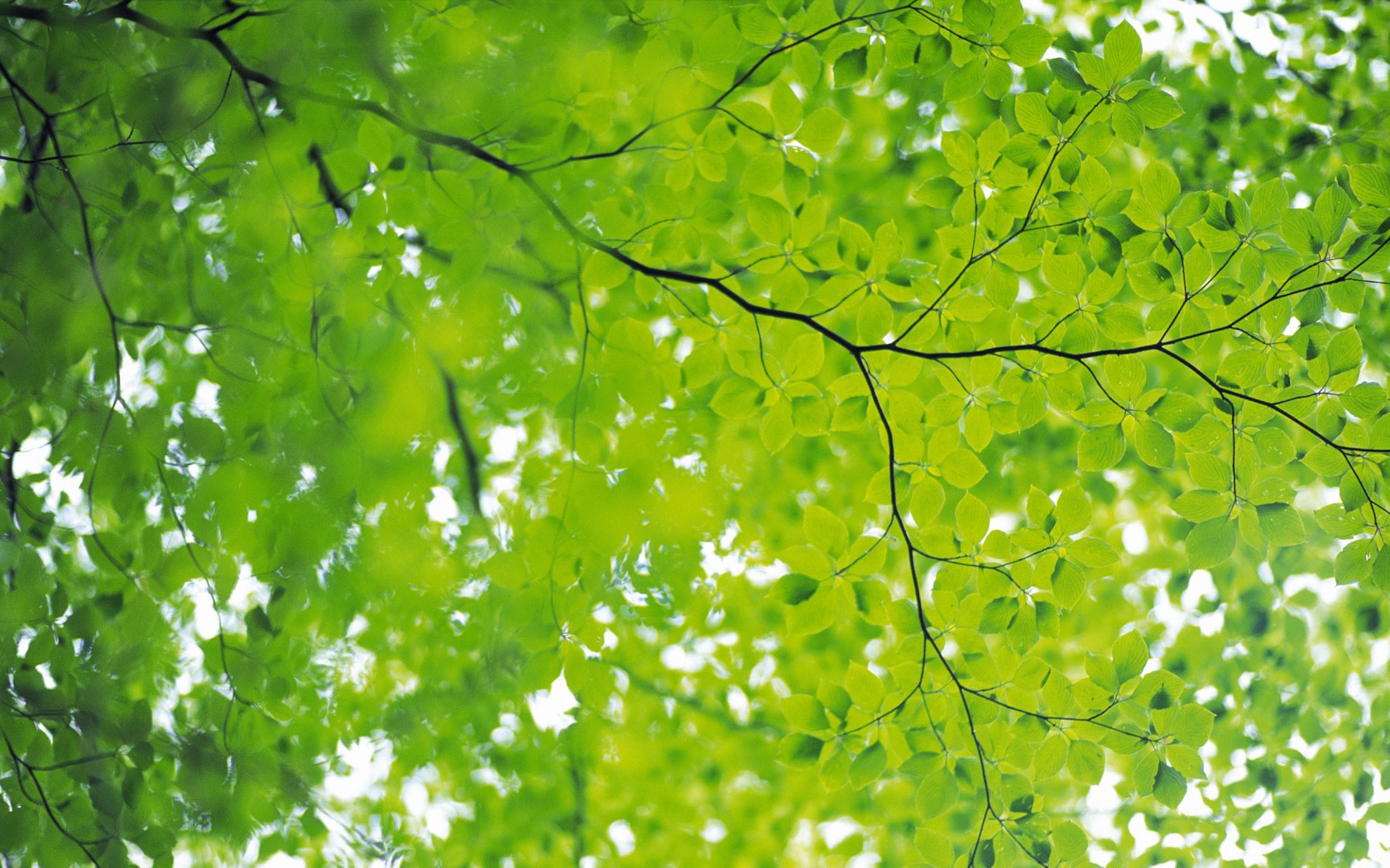 Detail Green Leaves Background Wallpaper Nomer 51