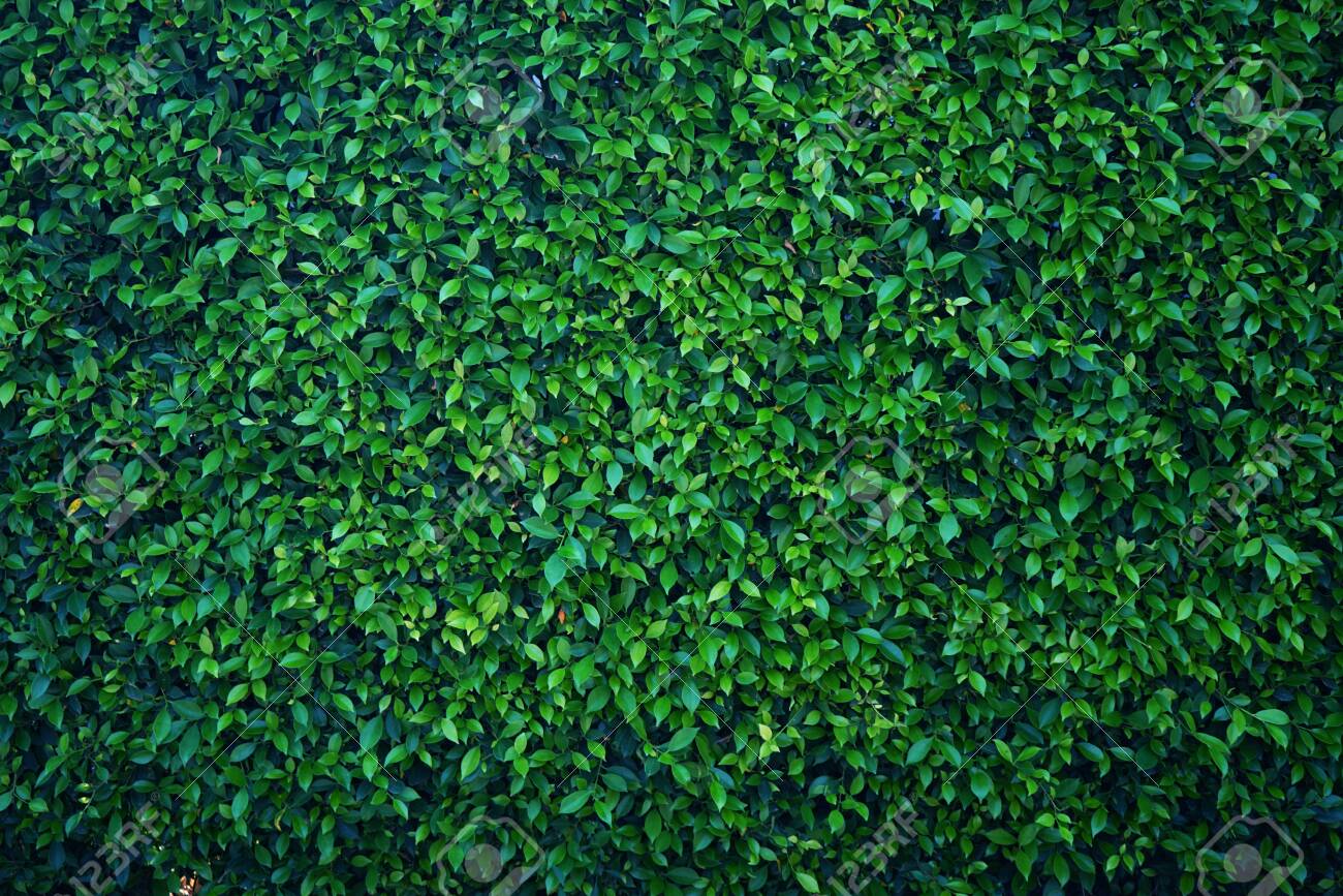 Detail Green Leaves Background Wallpaper Nomer 54