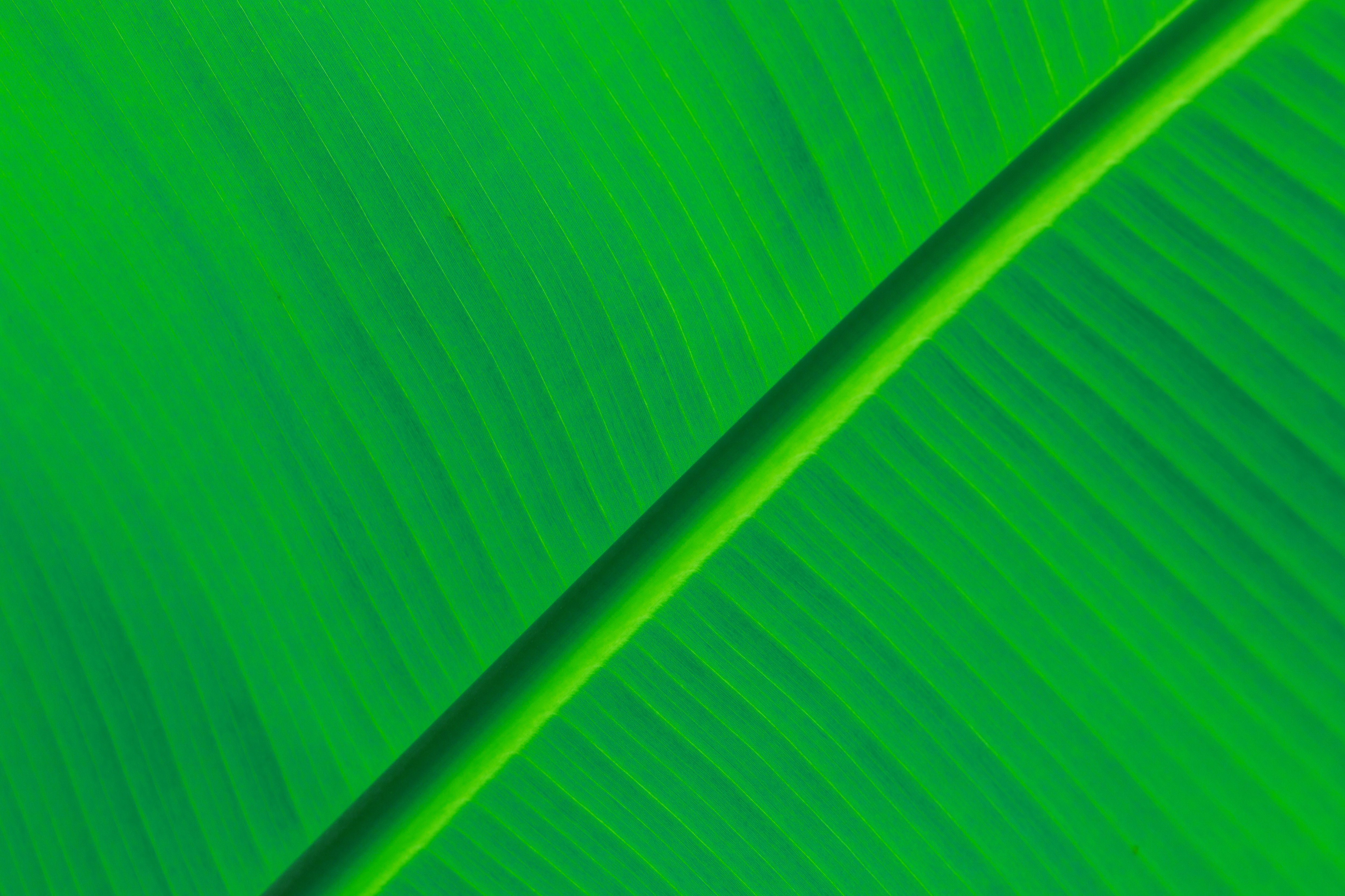 Detail Green Leaves Background Wallpaper Nomer 55