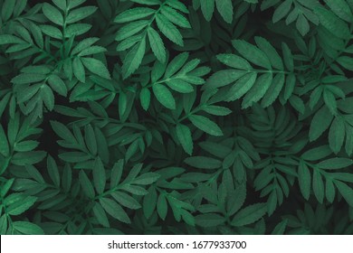 Detail Green Leaves Background Wallpaper Nomer 56