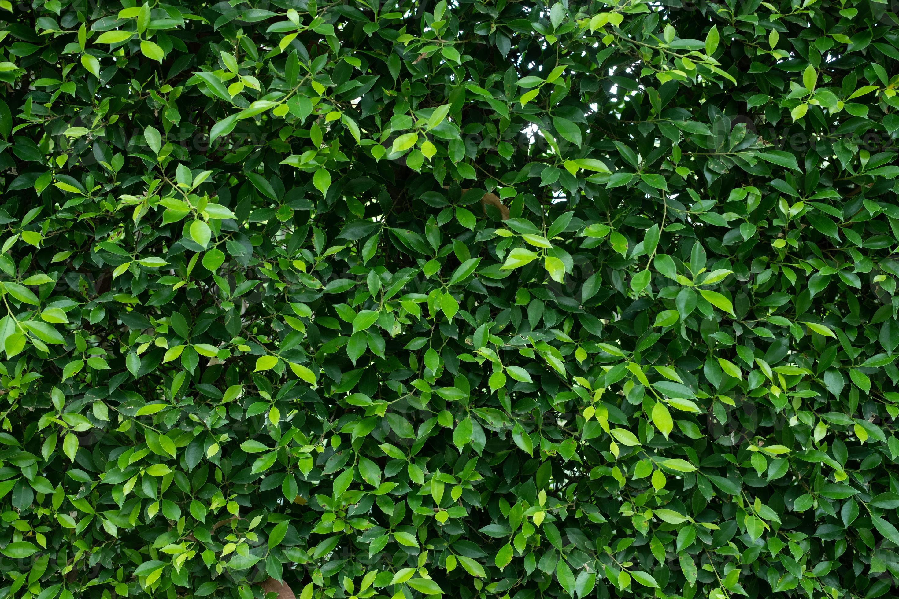 Detail Green Leaves Background Wallpaper Nomer 9