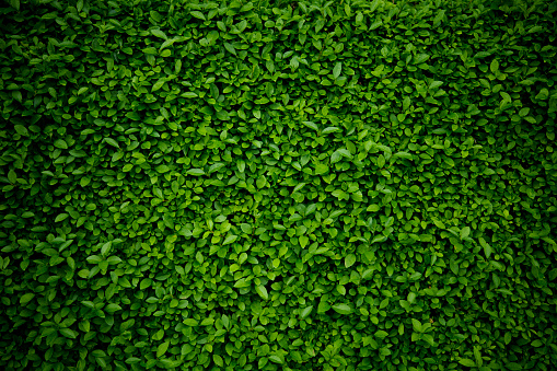 Detail Green Leaves Image Nomer 31