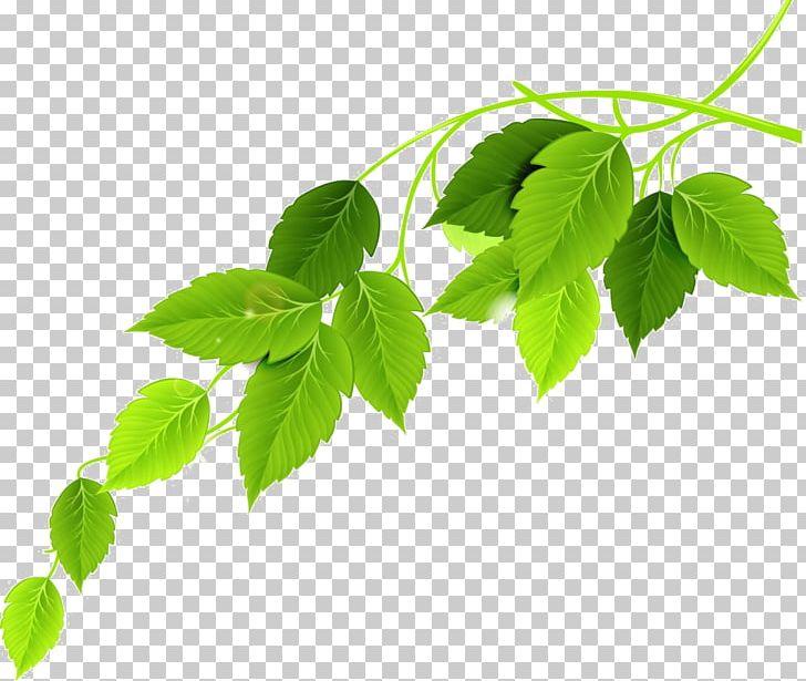 Detail Green Leaves Png Nomer 47