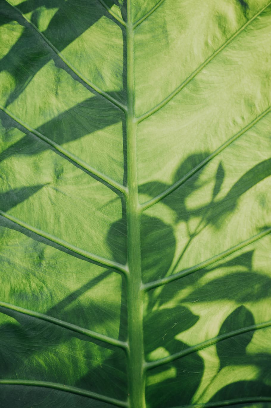 Detail Green Leaves Tumblr Nomer 54