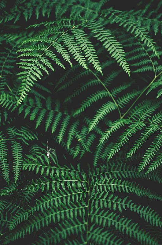 Detail Green Leaves Tumblr Nomer 10