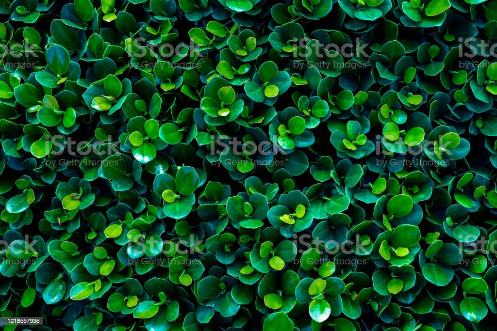 Detail Green Leaves Wallpaper Nomer 31