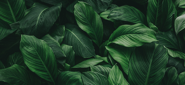 Detail Green Leaves Wallpaper Nomer 37