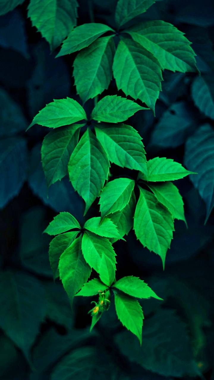 Detail Green Leaves Wallpaper Nomer 39