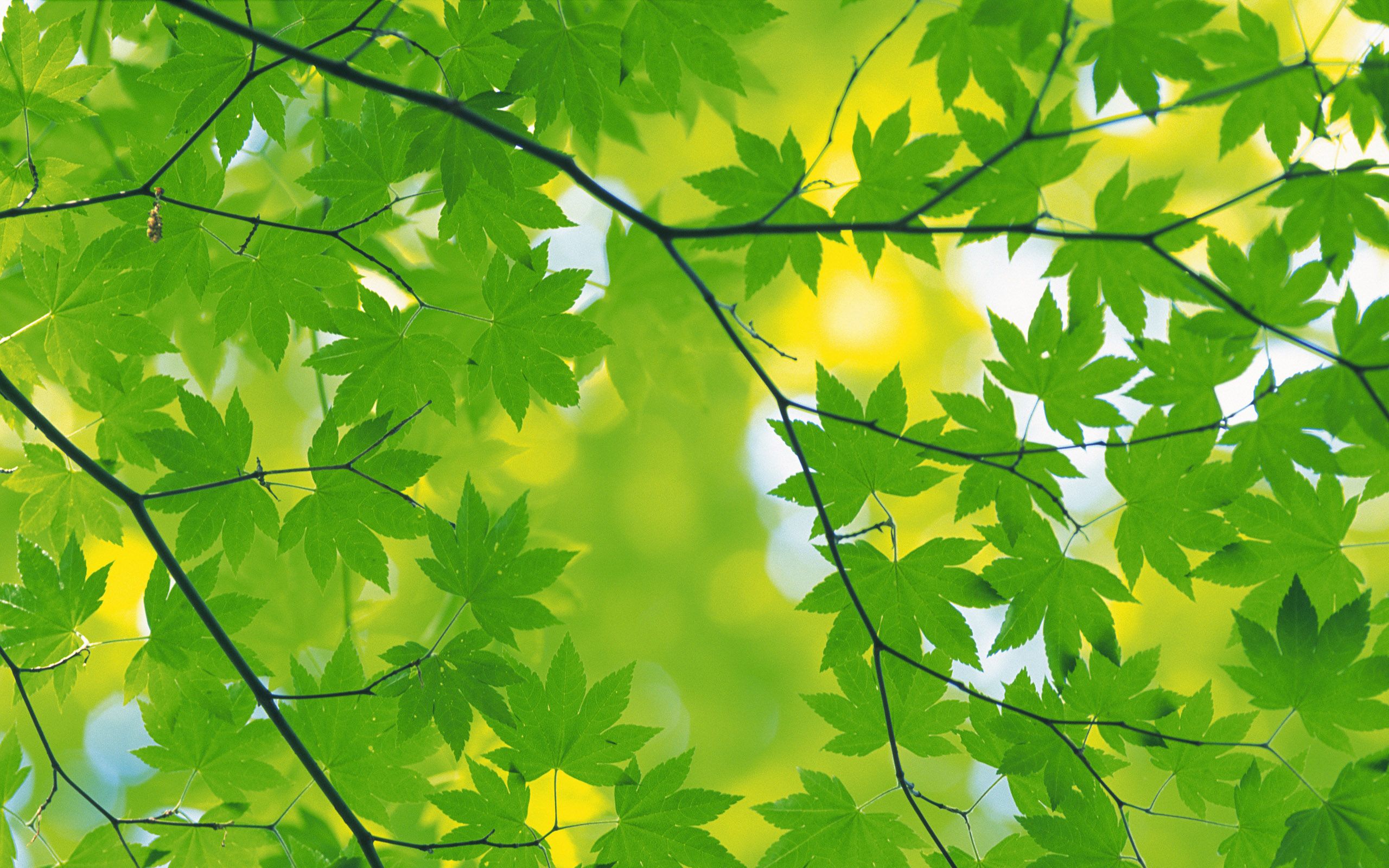 Detail Green Leaves Wallpaper Nomer 55