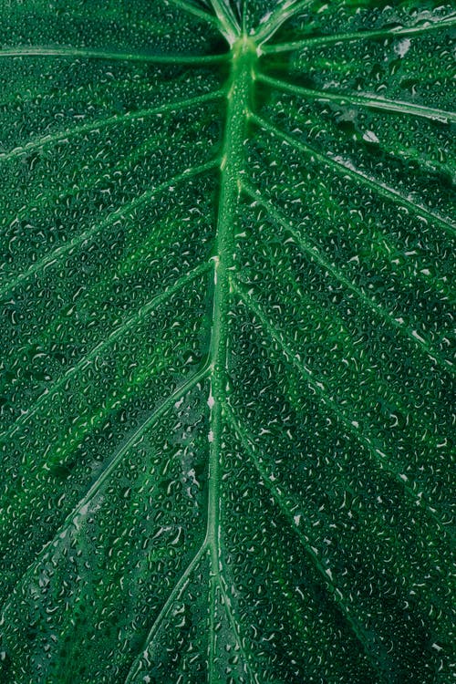 Detail Green Leaves Wallpaper Nomer 57