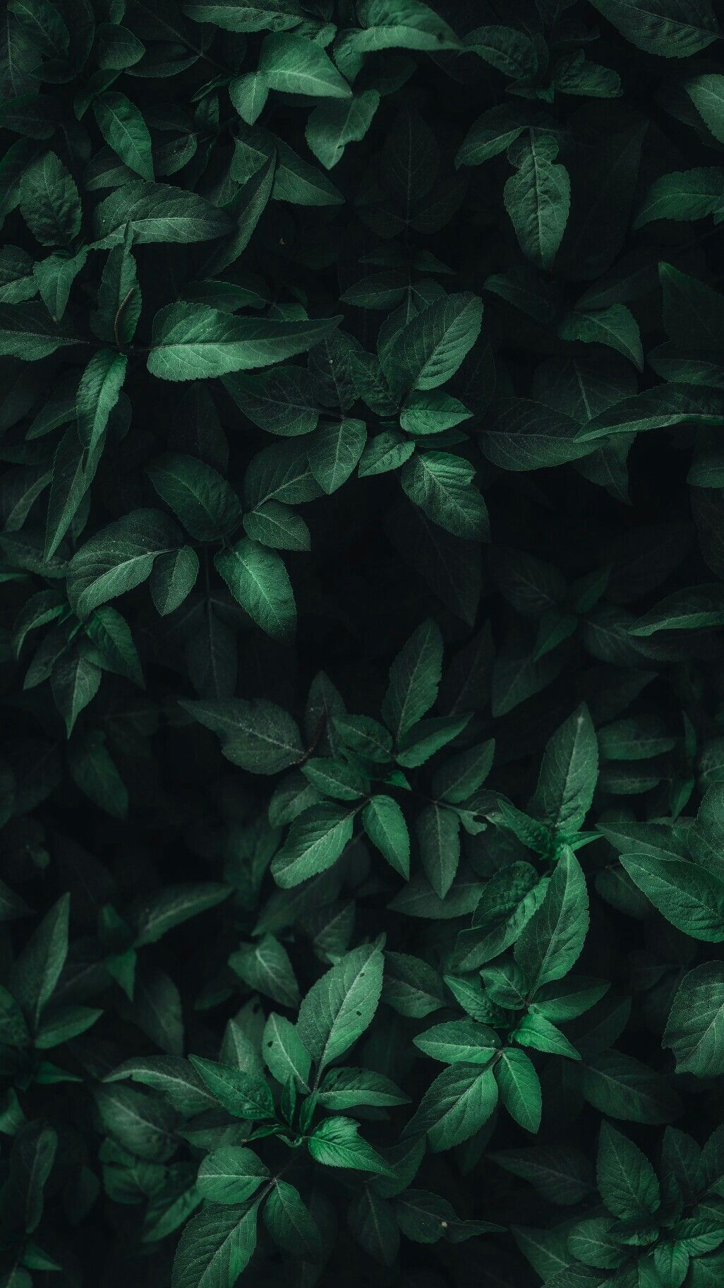 Detail Green Leaves Wallpaper Nomer 7