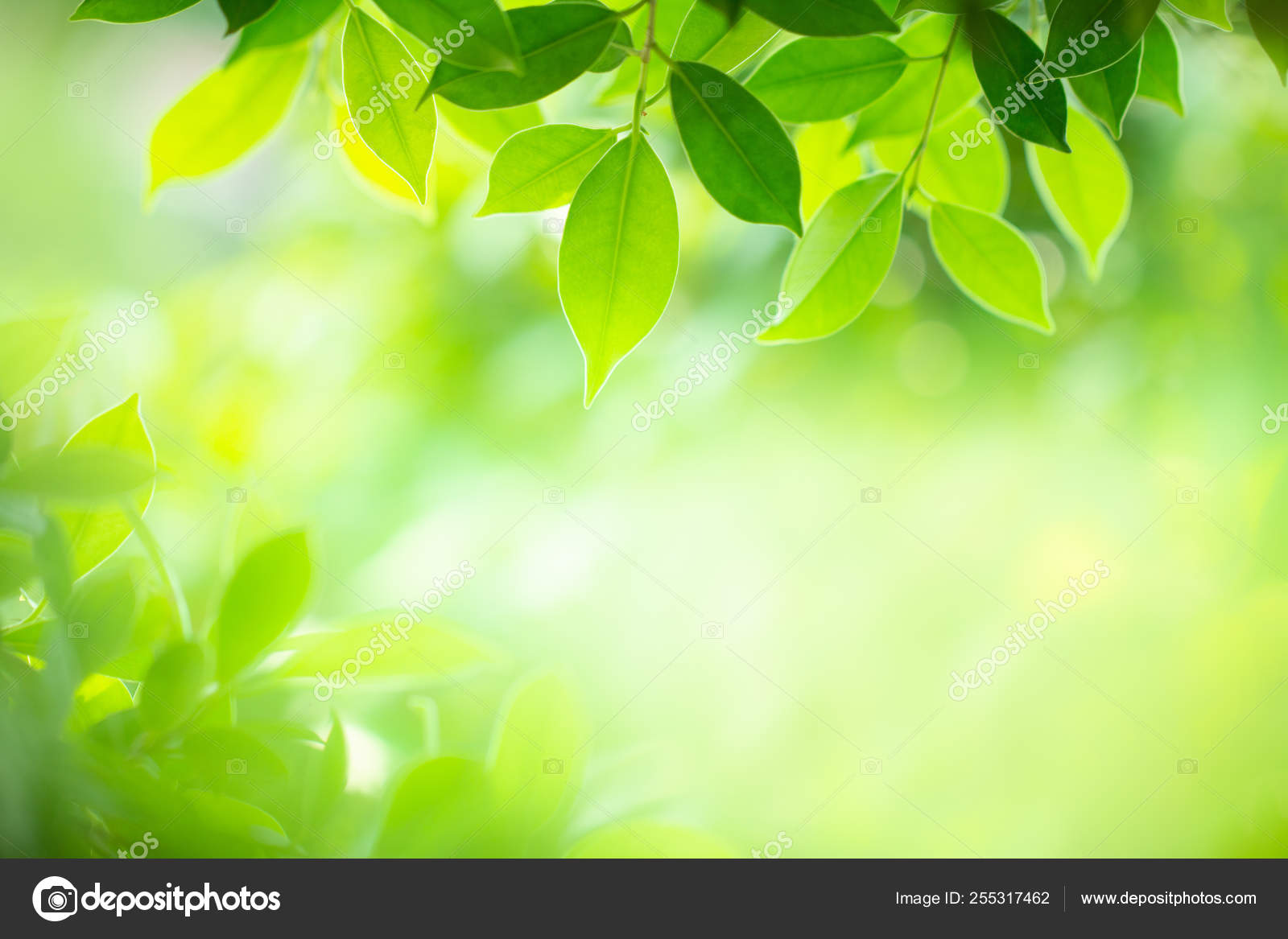 Detail Green Nature Background Nomer 13