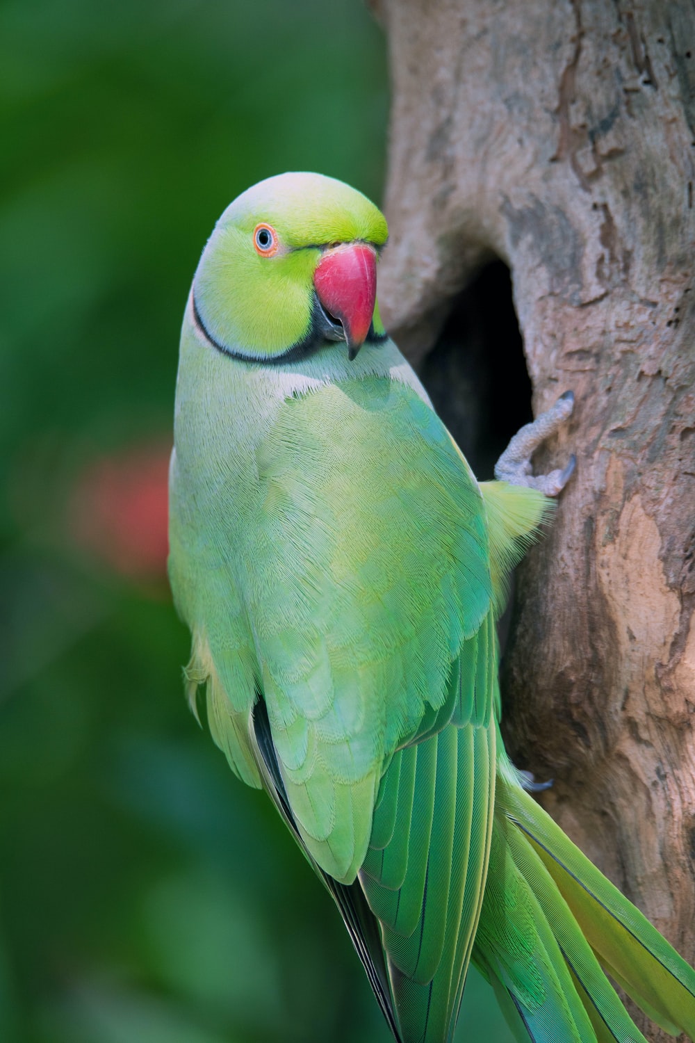 Green Parrot Pictures - KibrisPDR