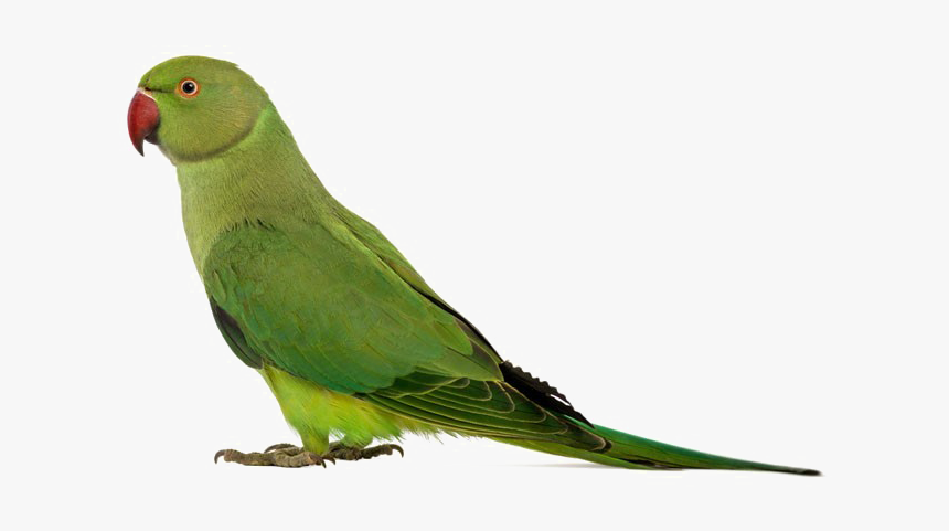 Green Parrot Png - KibrisPDR