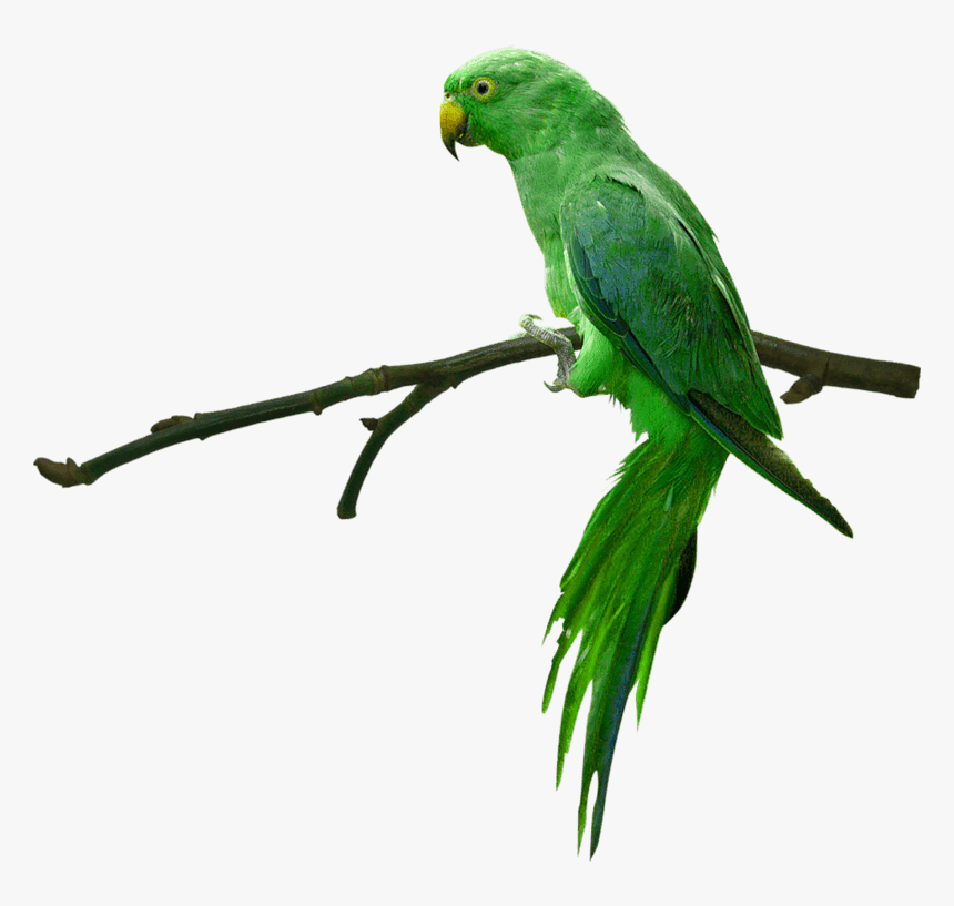 Detail Green Parrot Png Nomer 2