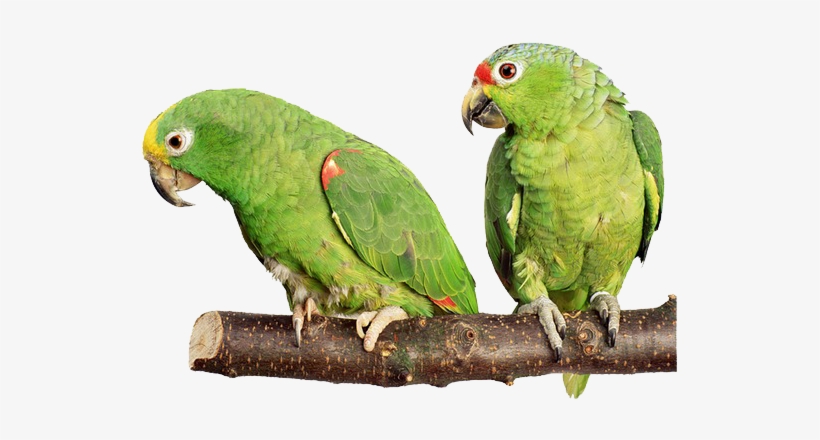 Detail Green Parrot Png Nomer 17