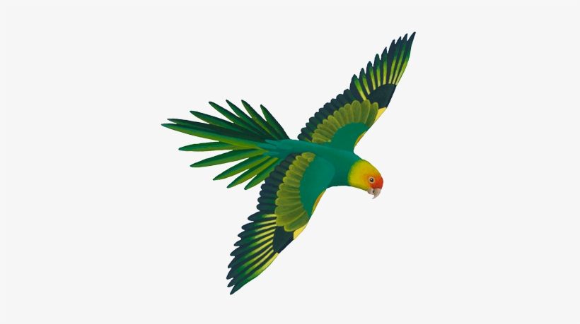 Detail Green Parrot Png Nomer 26