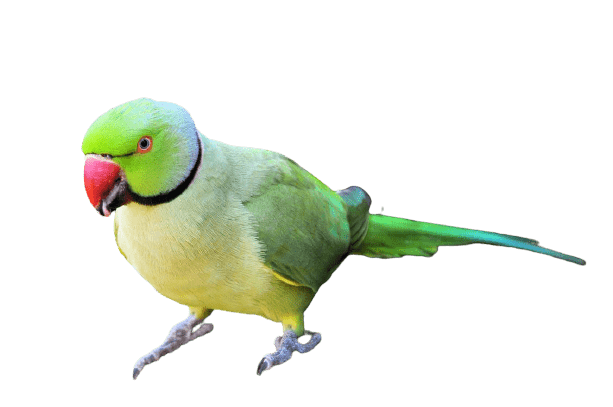 Detail Green Parrot Png Nomer 27