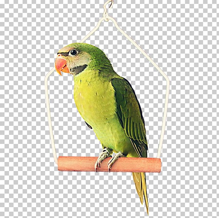 Detail Green Parrot Png Nomer 39