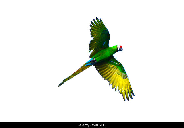 Detail Green Parrot Png Nomer 43