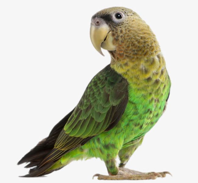 Detail Green Parrot Png Nomer 45