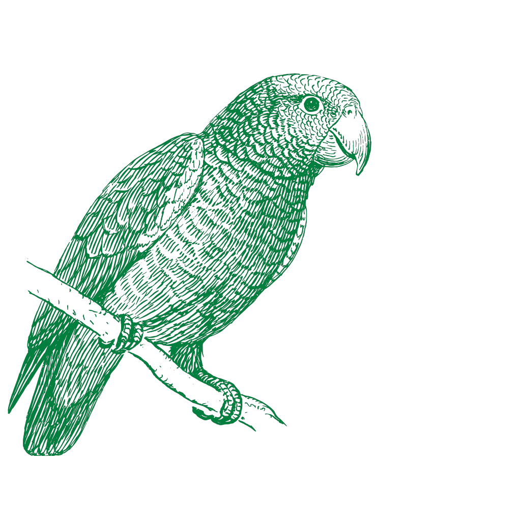 Detail Green Parrot Png Nomer 48